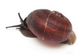 Oligospira waltoni Deniyaya, Sri Lanka adult F1